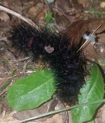 Hypercompe scribonia