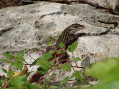 Aspidoscelis angusticeps angusticeps