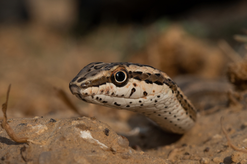 Forskal Sand Snake