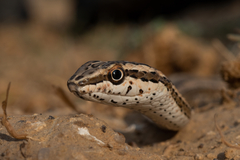 Forskal Sand Snake photo 1