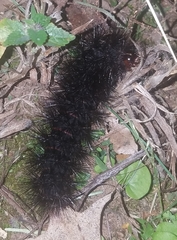 Hypercompe scribonia