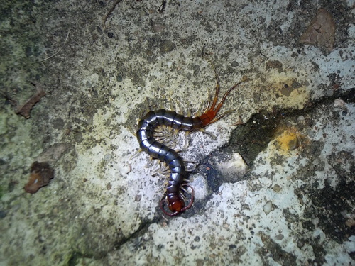 Photo of Minor Blueleg Centipede (Rhysida longipes)