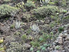 Ceropegia dichotoma subsp. dichotoma image