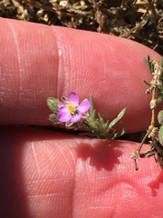Spergularia macrotheca