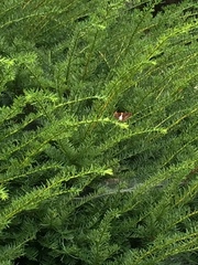 Epargyreus clarus
