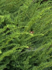 Epargyreus clarus