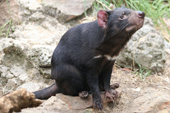 Tasmanian Devil photo 3