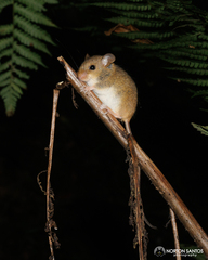 Delicate Red-Nosed Tree Mouse photo 3