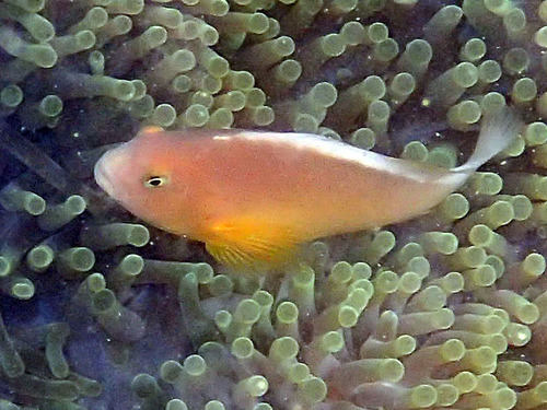 Skunk Anemonefish