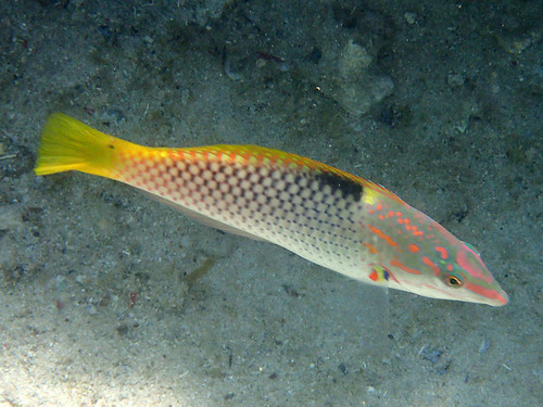 Checkerboard Wrasse