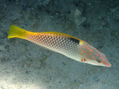 Checkerboard Wrasse photo 2