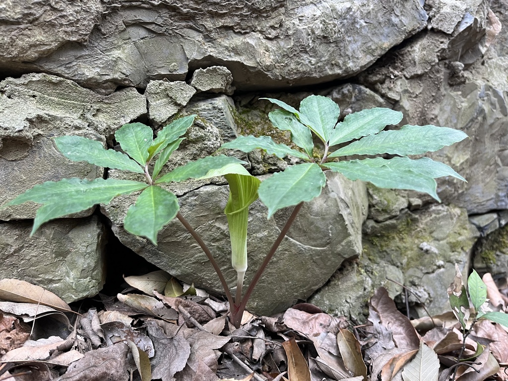 Arisaema silvestrii