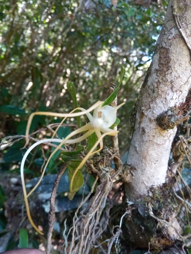 Angraecum conchoglossum image