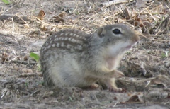 Ictidomys parvidens