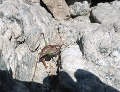 Anatlanticus koreanus