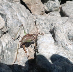 Anatlanticus koreanus