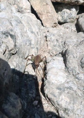 Anatlanticus koreanus