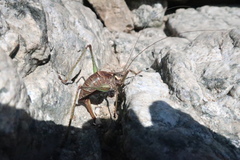 Anatlanticus koreanus