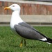 Western Lesser Black-backed Gull - Photo (c) Luca Boscain, some rights reserved (CC BY-NC), uploaded by Luca Boscain