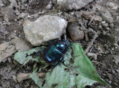 Phelotrupes auratus