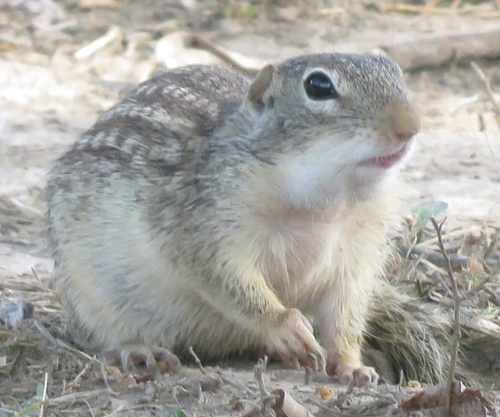 Rio Grande Ground Squirrel