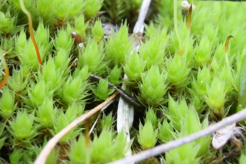 Ptychostomum imbricatulum