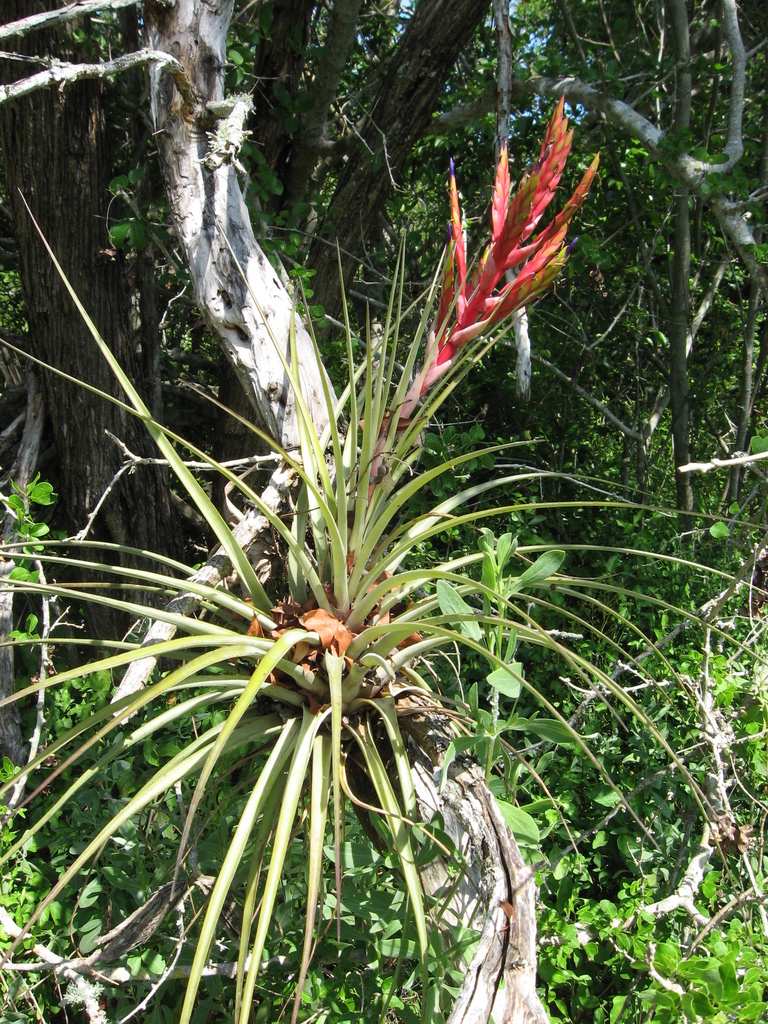 Calusa - Wikipedia