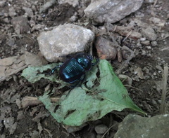 Phelotrupes auratus