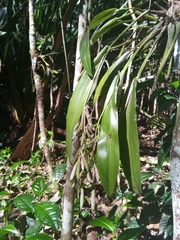 Polystachya cultriformis