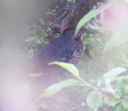 Long-billed Thrush (Zoothera monticola), photo 5