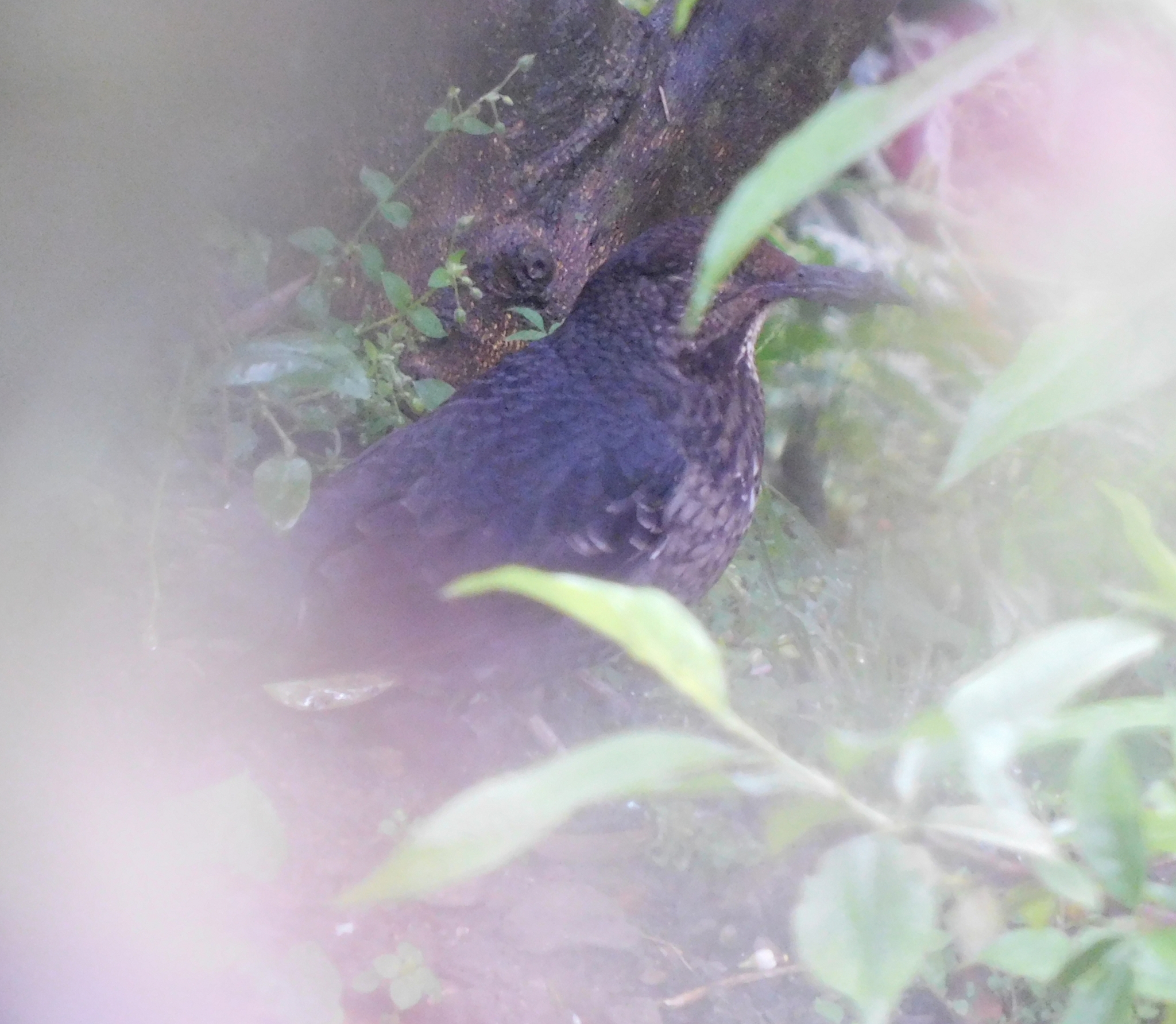 Long-billed Thrush (Zoothera monticola), photo 5