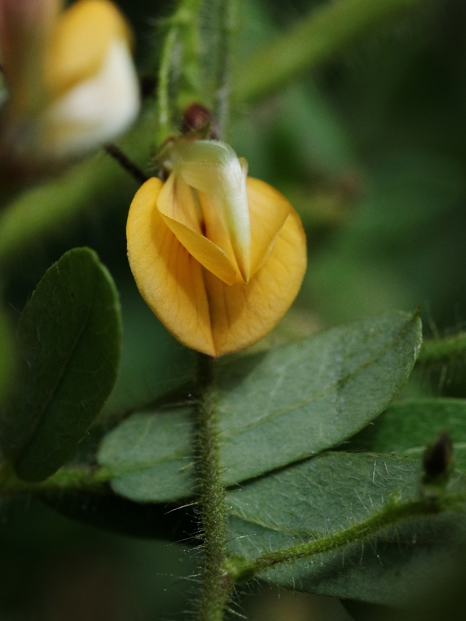 Aeschynomene elegans