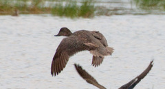 Freckled Duck photo 3
