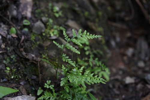 silver fern