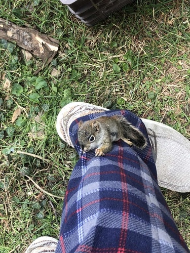 American Red Squirrel photographed in West Virginia
