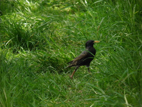 Paprastasis varnėnas