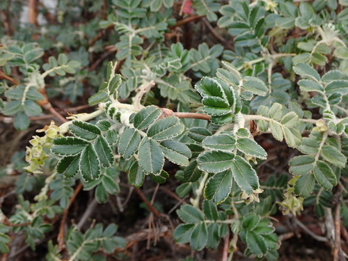Polylepis hieronymi, photograph 5