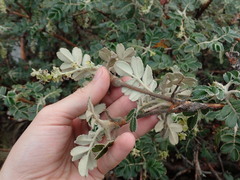 Polylepis hieronymi, photograph (c) Nolan Exe, some rights reserved (CC BY)