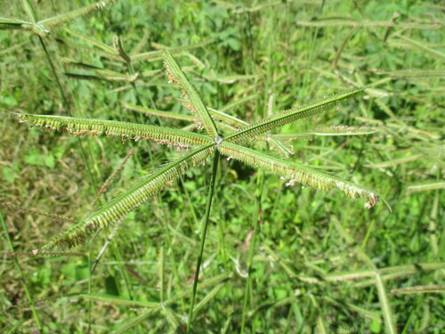 Dactyloctenium giganteum image