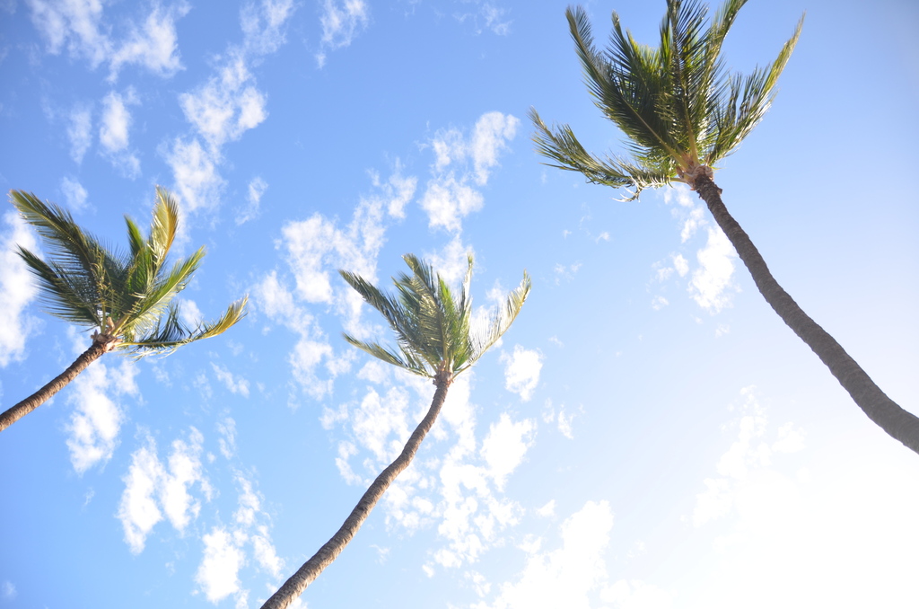 coconut palm from Kihei, HI 96753, USA on March 10, 2023 at 0517 PM by Liam Steele · iNaturalist
