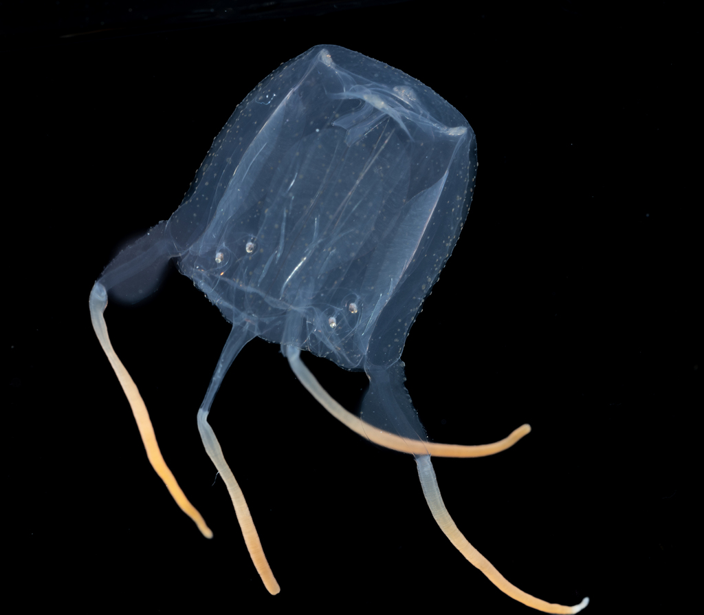 Carybdea xaymacana
