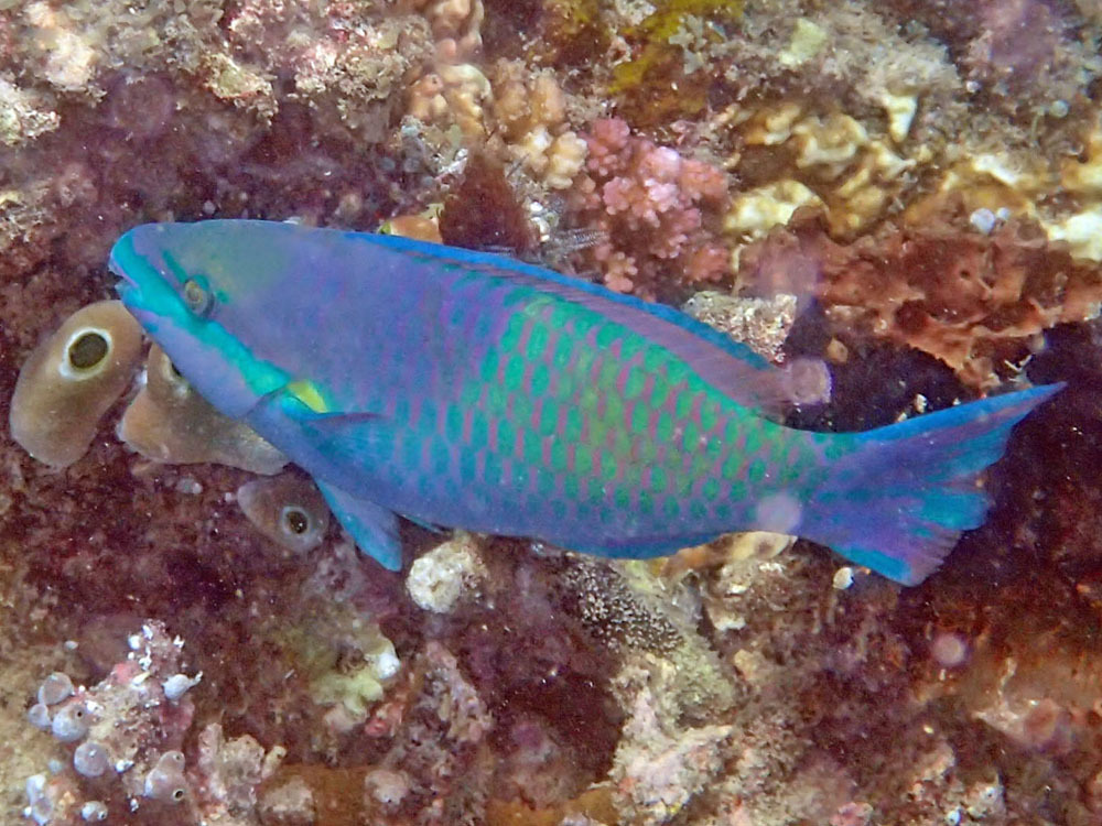 Five-Saddle Parrotfish