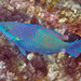 Five-saddle Parrotfish - Photo (c) David Bygott, some rights reserved (CC BY-NC), uploaded by David Bygott
