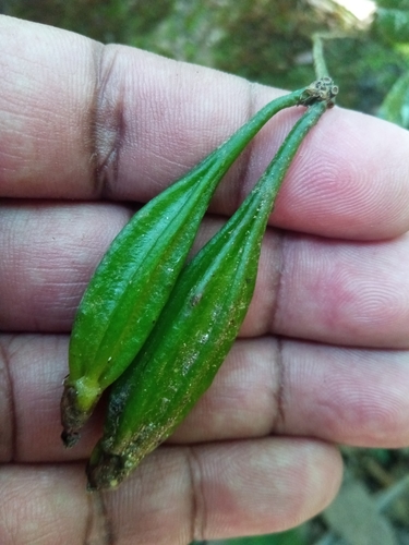 Bulbophyllum image