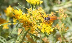 Crossidius suturalis