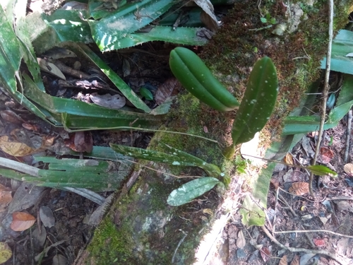 Bulbophyllum longiflorum image