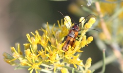 Crossidius suturalis