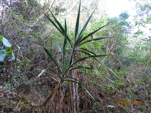 Jalisco yucca (Yucca jaliscensis)