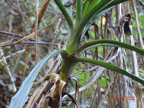 Image of Yucca jaliscensis by (c) Abraham Sánchez Romero, some rights reserved (CC BY)