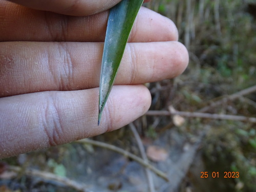 Image of Yucca jaliscensis by (c) Abraham Sánchez Romero, some rights reserved (CC BY)